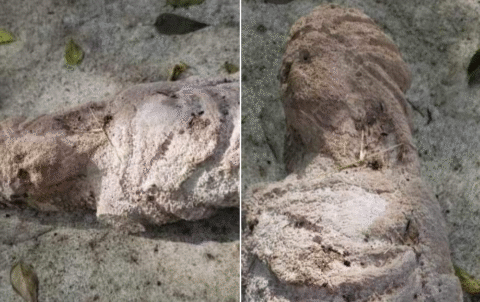 Descubren figura prehispánica femenina en Soto la Marina