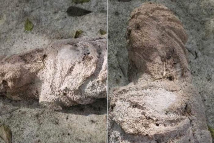 Descubren figura prehispánica femenina en Soto la Marina