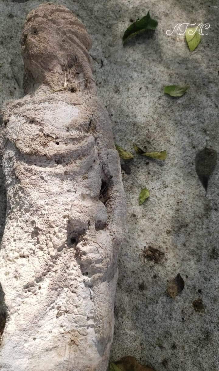 figura prehispánica femenina en Soto la Marina